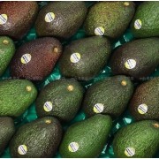 澳洲珍寶牛油果